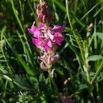 Attēlu rezultāti vaicājumam “Onobrychis arenaria leaf”