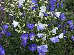 Attēlu rezultāti vaicājumam “Campanula persicifolia”