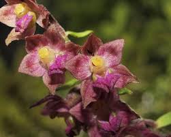 Attēlu rezultāti vaicājumam “Epipactis atrorubens flower”