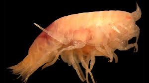 Attēlu rezultāti vaicājumam “Licea pygmaea sessile”