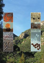 Attēlu rezultāti vaicājumam “Licea chelonoides spores”