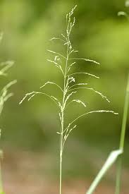 Attēlu rezultāti vaicājumam “Milium effusum”