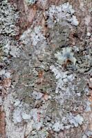 Attēlu rezultāti vaicājumam “Parmelia submontana”