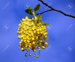 Attēlu rezultāti vaicājumam “Laburnum anagyroides flower”