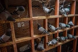 Image result for Abbeyton & Broomfield Racing Pigeons