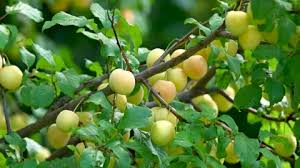 Attēlu rezultāti vaicājumam “Prunus cerasifera fruit”