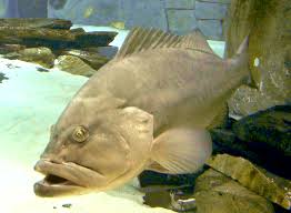 Image result for Epinephelus marginatus
