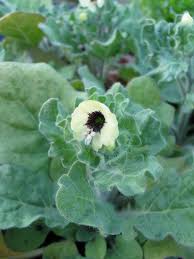 Image result for bilsenkraut