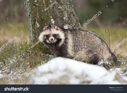 Attēlu rezultāti vaicājumam “Nyctereutes procyonoides”