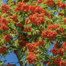 Attēlu rezultāti vaicājumam “Sorbus aucuparia”