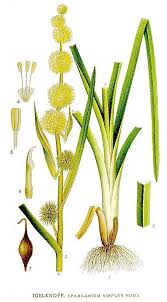 Attēlu rezultāti vaicājumam “Sparganiaceae”