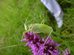 Attēlu rezultāti vaicājumam “Tettigonia cantans”
