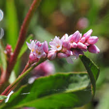 Attēlu rezultāti vaicājumam “Persicaria lapathifolia leaf”