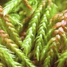 Attēlu rezultāti vaicājumam “Breidleria pratensis”