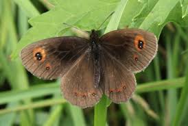 Attēlu rezultāti vaicājumam “Erebia aethiops”