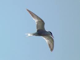Image result for Sterna hirundo
