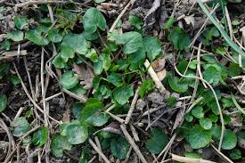 Attēlu rezultāti vaicājumam “Ficaria verna leaf”