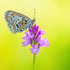 Attēlu rezultāti vaicājumam “Leucorrhinia pectoralis female”