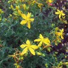 Image result for Hypericum perforatum