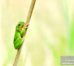Attēlu rezultāti vaicājumam “Hyla arborea”