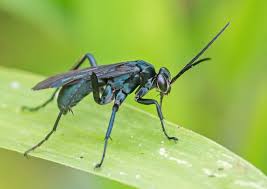 Attēlu rezultāti vaicājumam “Pompilidae”