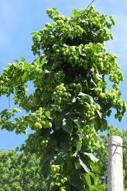 Attēlu rezultāti vaicājumam “Humulus lupulus”