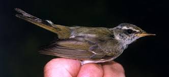 Image result for Phylloscopus borealis
