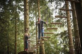 Image result for Go Ape! Moors Valley