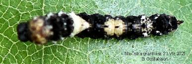 Attēlu rezultāti vaicājumam “Falcaria lacertinaria”