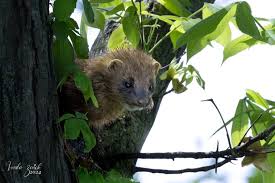 Attēlu rezultāti vaicājumam “Mustela vison”