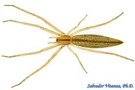 Attēlu rezultāti vaicājumam “Philodromidae”