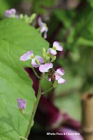 Attēlu rezultāti vaicājumam “Raphanus sativus flower”