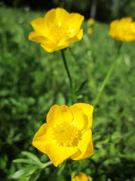 Attēlu rezultāti vaicājumam “Ranunculus acris flower”