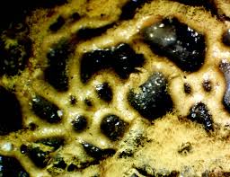 Attēlu rezultāti vaicājumam “Hemitrichia chrysospora macro”