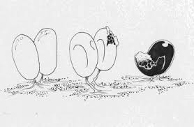 Attēlu rezultāti vaicājumam “Leocarpus fragilis stalked”