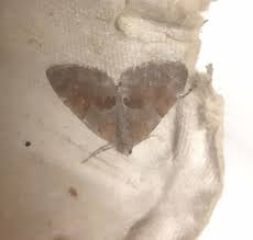 Attēlu rezultāti vaicājumam “Pennithera firmata”