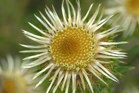 Attēlu rezultāti vaicājumam “Carlina vulgaris”