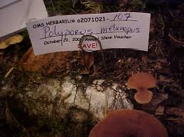 Attēlu rezultāti vaicājumam “Polyporus melanopus”