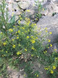 Attēlu rezultāti vaicājumam “Rorippa sylvestris flower”