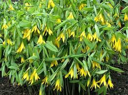 Attēlu rezultāti vaicājumam “Uvularia grandiflora”