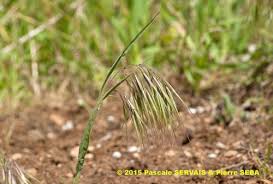 Attēlu rezultāti vaicājumam “Anisantha tectorum”