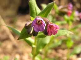 Attēlu rezultāti vaicājumam “Pulmonaria obscura leaf”