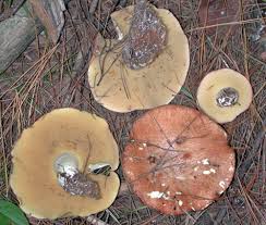 Attēlu rezultāti vaicājumam “Suillus granulatus”