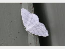 Attēlu rezultāti vaicājumam “Cabera pusaria female”