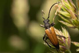 Attēlu rezultāti vaicājumam “Anastrangalia sanguinolenta”