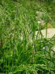 Attēlu rezultāti vaicājumam “Poa palustris leaf”
