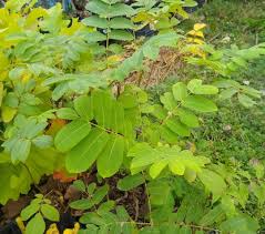 Attēlu rezultāti vaicājumam “Juglans ailanthifolia”