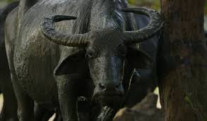 Image result for Wild Water Planet