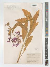 Attēlu rezultāti vaicājumam “Hesperis matronalis leaf”