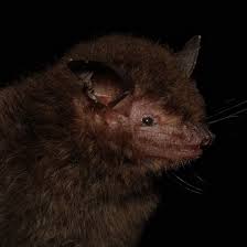 Attēlu rezultāti vaicājumam “Myotis sp.”
